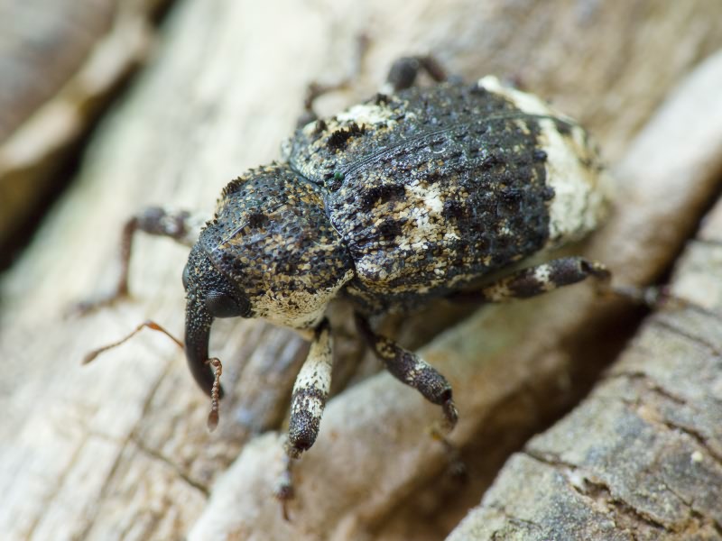 Cryptorhynchus (Cryptorhynchus) lapathi (Linnaeus, 1758)